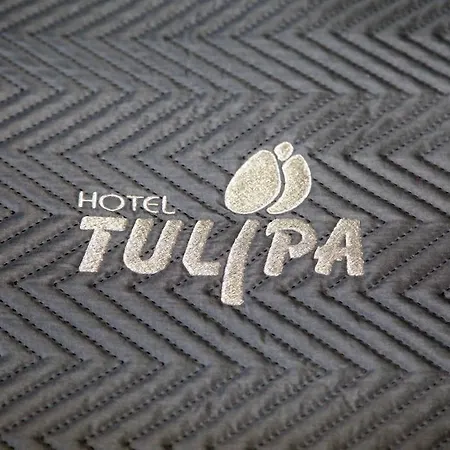 Tulipa