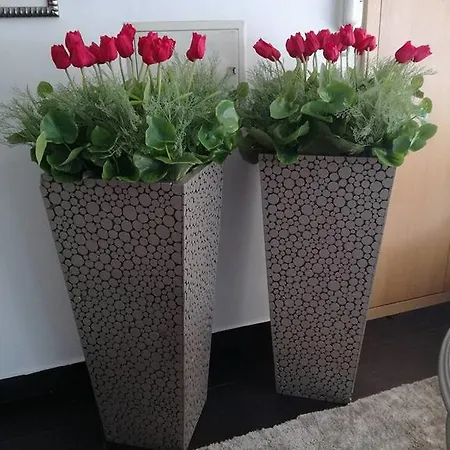 Tulipa